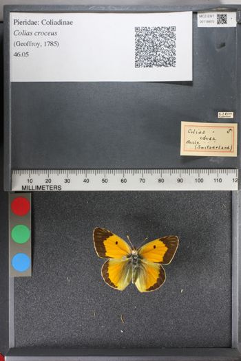 Media type: image;   Entomology 118870